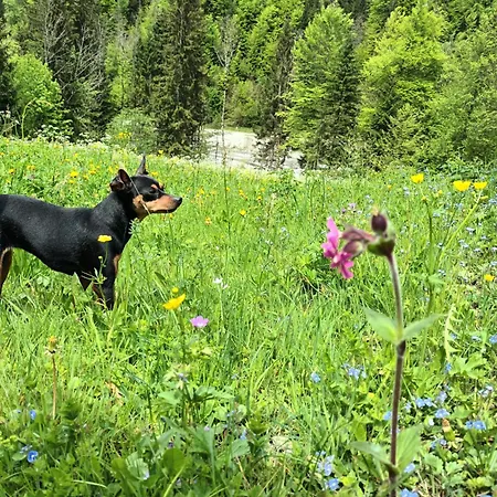 Ferienhuette 4 * Seeberg